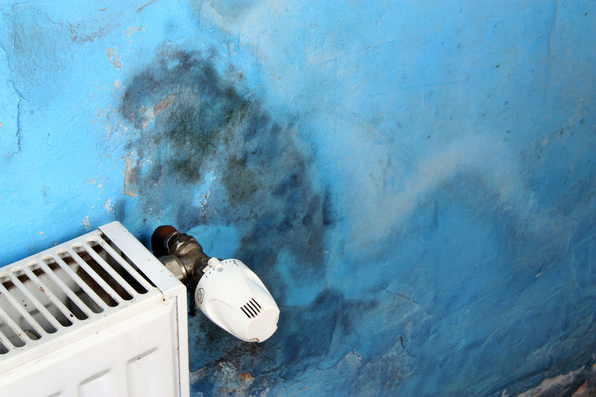 mold