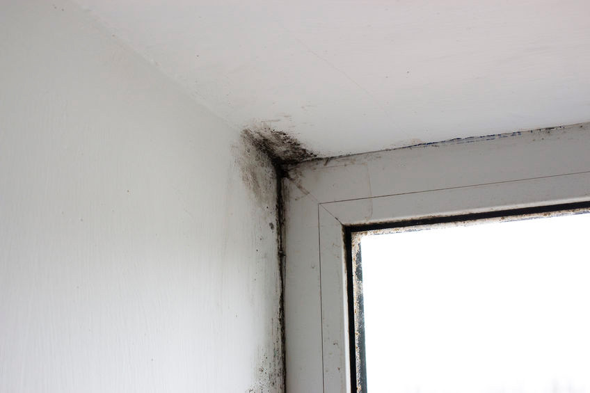mold