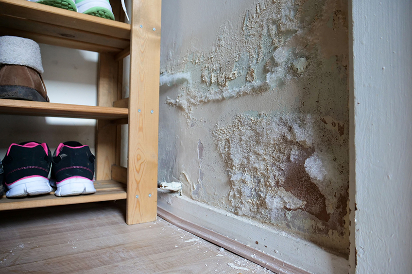 mold