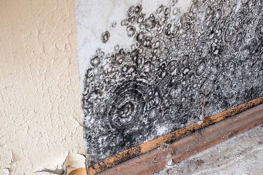 mold